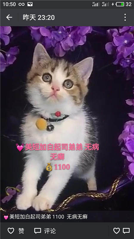 Другие 出售家养可爱粘人其它宠物品种齐全76