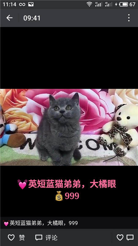 Другие 出售家养可爱粘人其它宠物品种齐全76