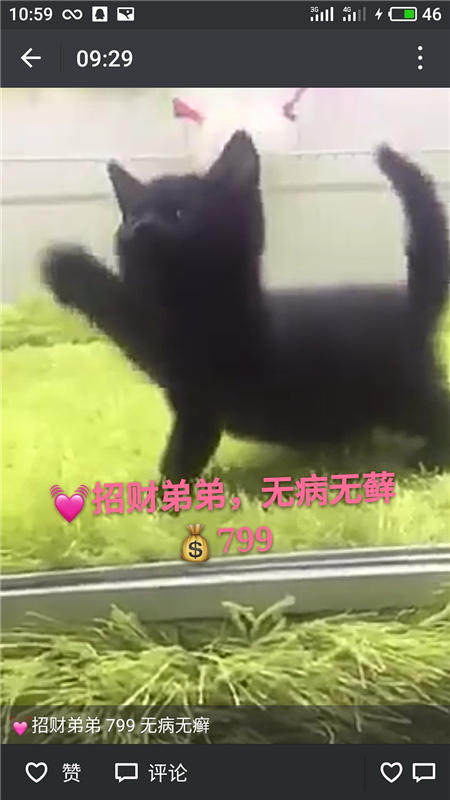 Другие 出售家养可爱粘人其它宠物品种齐全76