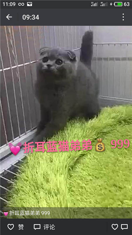 Другие 出售家养可爱粘人其它宠物品种齐全76