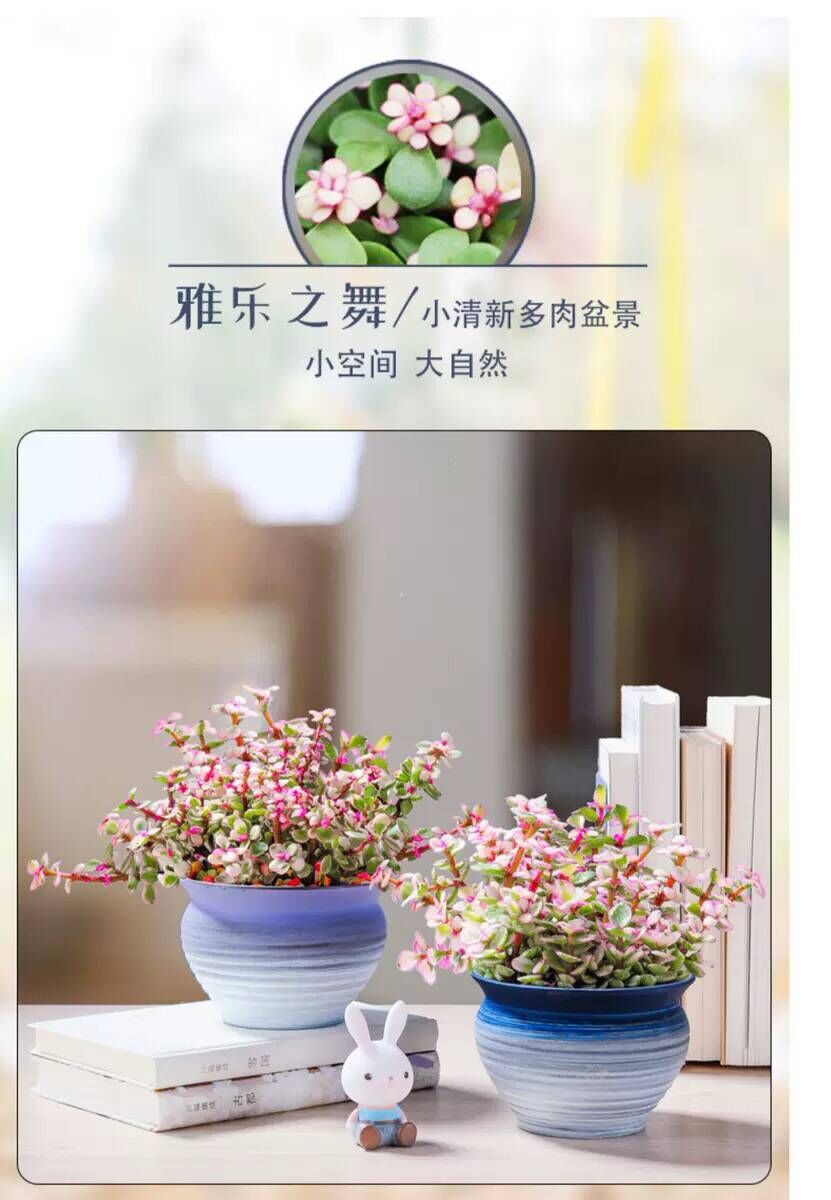 Coarse pottery breathable purple ceramic large fleshy old running of large diameter creative meat meat special offer a clearance flower pot the plants