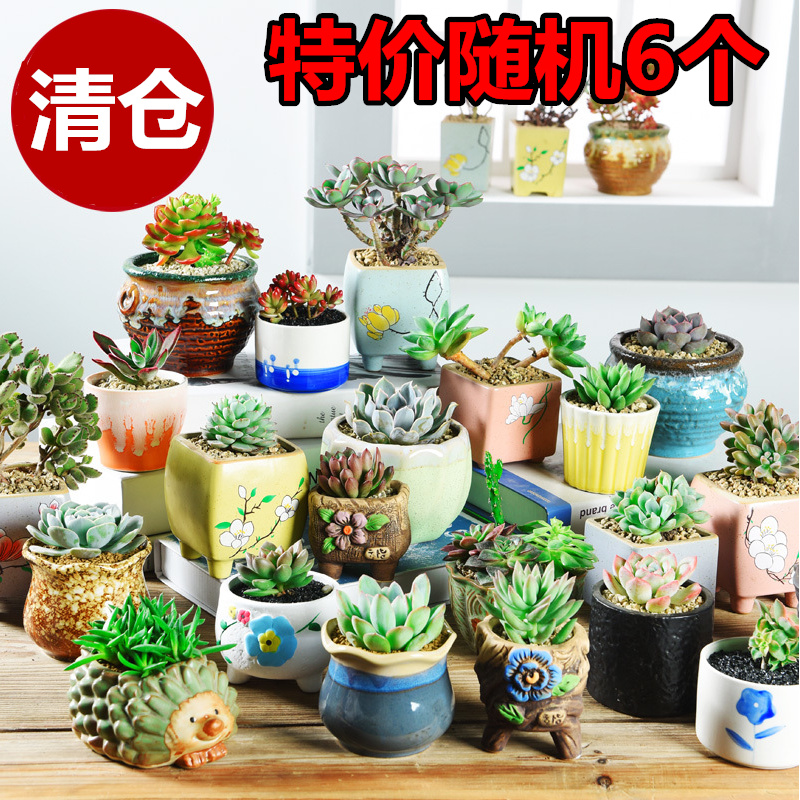 Best wholesale ceramic flower pot with the random, fleshy meat meat to sell large purple creative move small fleshy flower pot