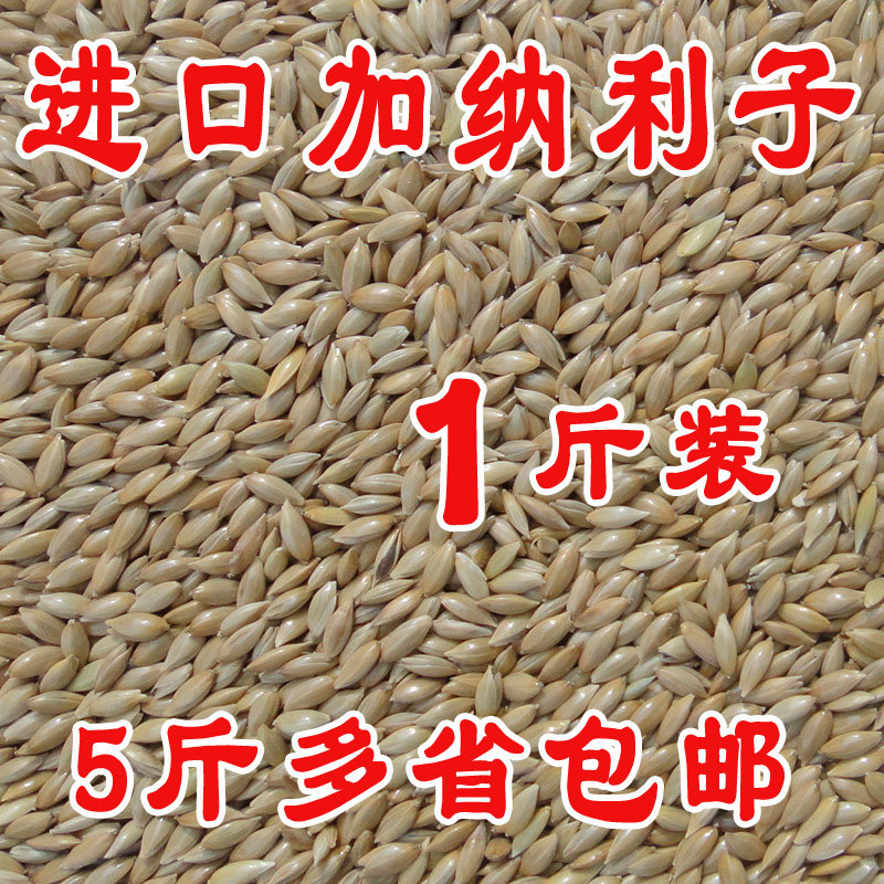 Imported Canary parrot bird food oil-pointed corn White-pointed corn grass Lu seed bird food 500 grams per piece