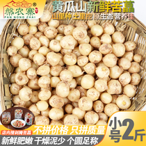 Small number of farmhouse fresh bitter Chinese onion bitter pepper Sichuan bitter pepper small root garlic Chongqing bitter called allium scallion wild onion 2 catties