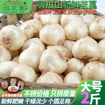 Large number of bitter Chinese onion Sichuan bitter pepper with fresh onion Sichuan bitter pepper and white Chongqing bitter called Xiaogan garlic Mountain wild scallion head 2 catties