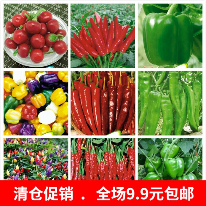 Morning Pepper bell pepper Peppers Peppers Dry Peppers Red Pepper Red Pepper 5 colorful sweet pretzels Ornamental Pepper vegetable seeds Season Sowing
