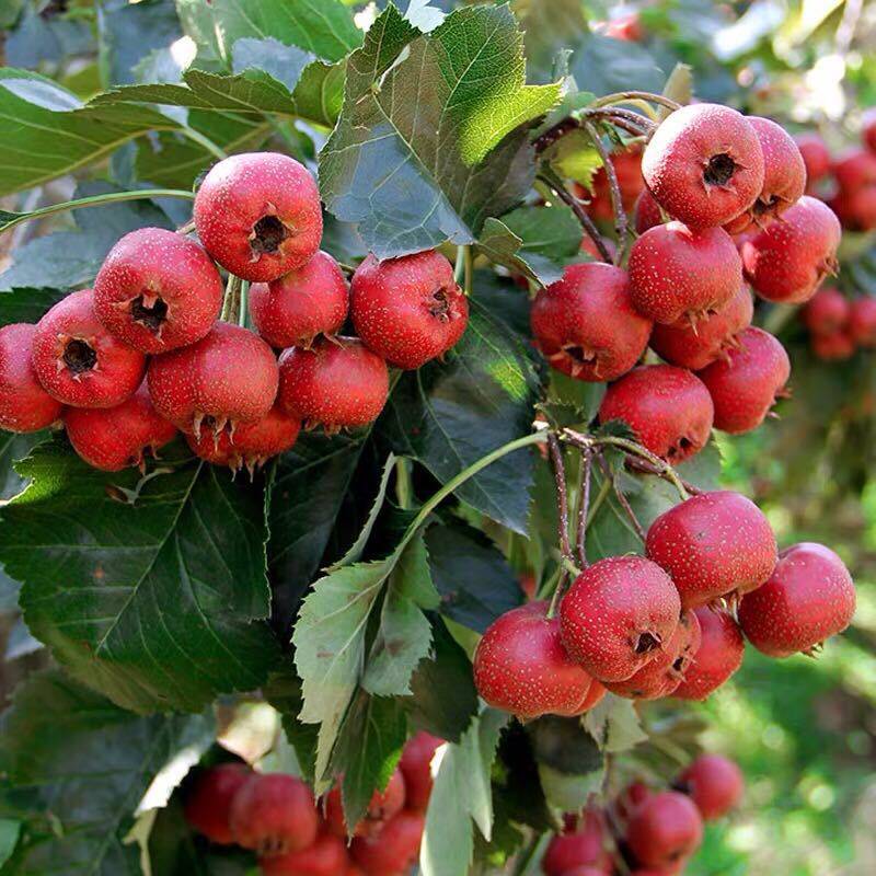 农家山楂鲜果园的LOGO