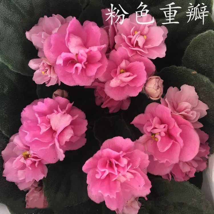 Violet plant potted African violet African violet balcony office four seasons flowering plants and flowers