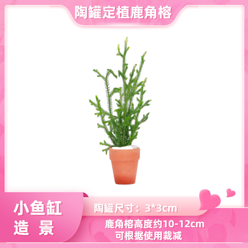 Fish tank grass-cylinder aquarium eco-cylinder bottle-making decoration living water grass deer corner banyan resistant to live sloth water grass