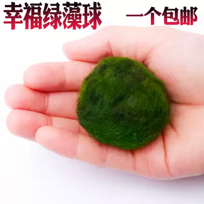 Green algae ball small fish tank aquarium landscaping decoration real aquatic grass seed plant living foreground grass lazy algae ball