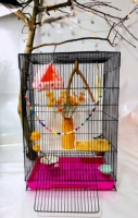 F1 Blue или Pink Cage Замечание не черное