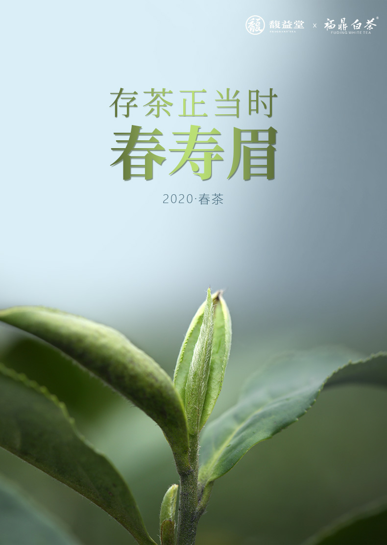 史低白菜价！天猫连续3年销冠：馥益堂 福鼎白茶 100g 券后9.9元包邮（上次推荐14.9元） 买手党-买手聚集的地方