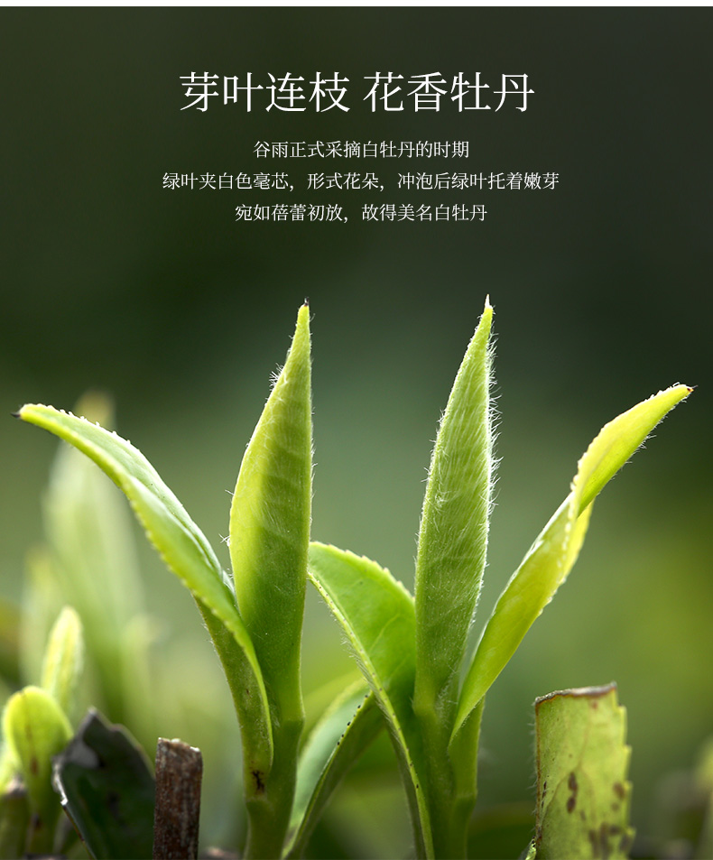 馥益堂 太姥神韵 白牡丹 福鼎白茶 300g 礼盒装 图2