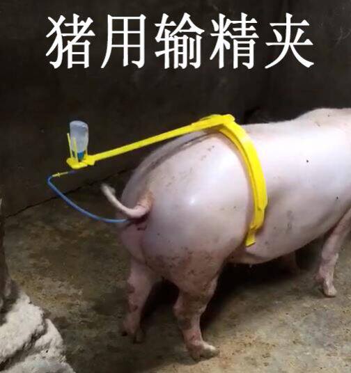 Insemination stent Insemination stent back clip artificial insemination equipment breeding rack sow rack farm thickened