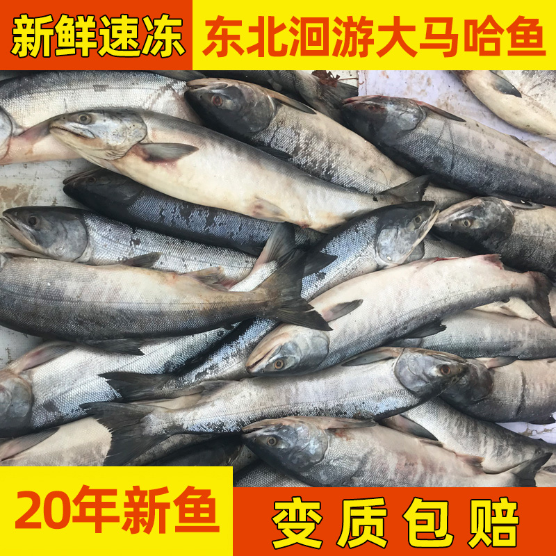 20 years of fresh and high-powered hahafish rush maha fish Heilongjiang Fushiote to produce migratory Mahafish full