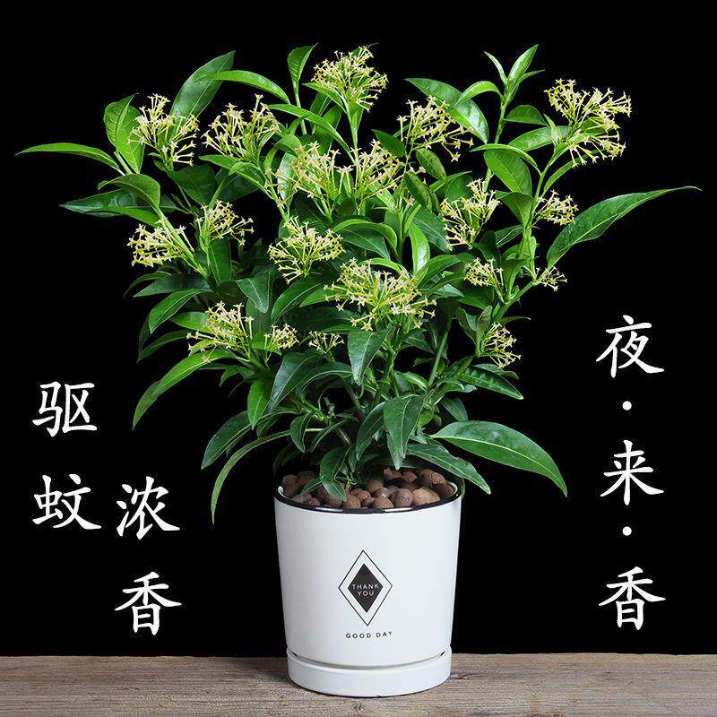 Nocturnal incense pot summer mosquito repellent plant four seasons evergreen flowering fragrant type indoor nocturnal incense pot plant