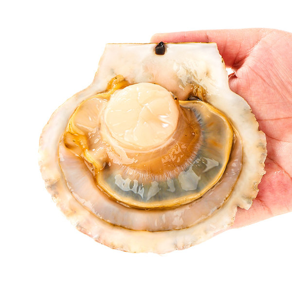 ASC认证 海洋岛 大连有机鲜活大扇贝 8只共800g 优惠券折后￥48包邮（￥58-10）