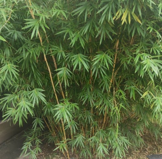 丛生慈孝竹到底耐寒吗?如何选择适合四季常青的竹子?2025园艺趋势-观叶-淘宝百科网