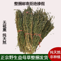 Wild motherwort New stock New stock Traditional Chinese medicine tea buble foot