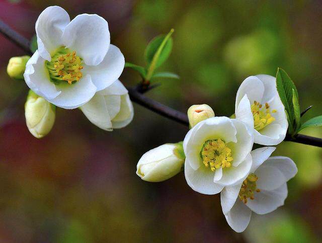 品種衆多的海棠花 這幾種花期長適合養 淘寶海外
