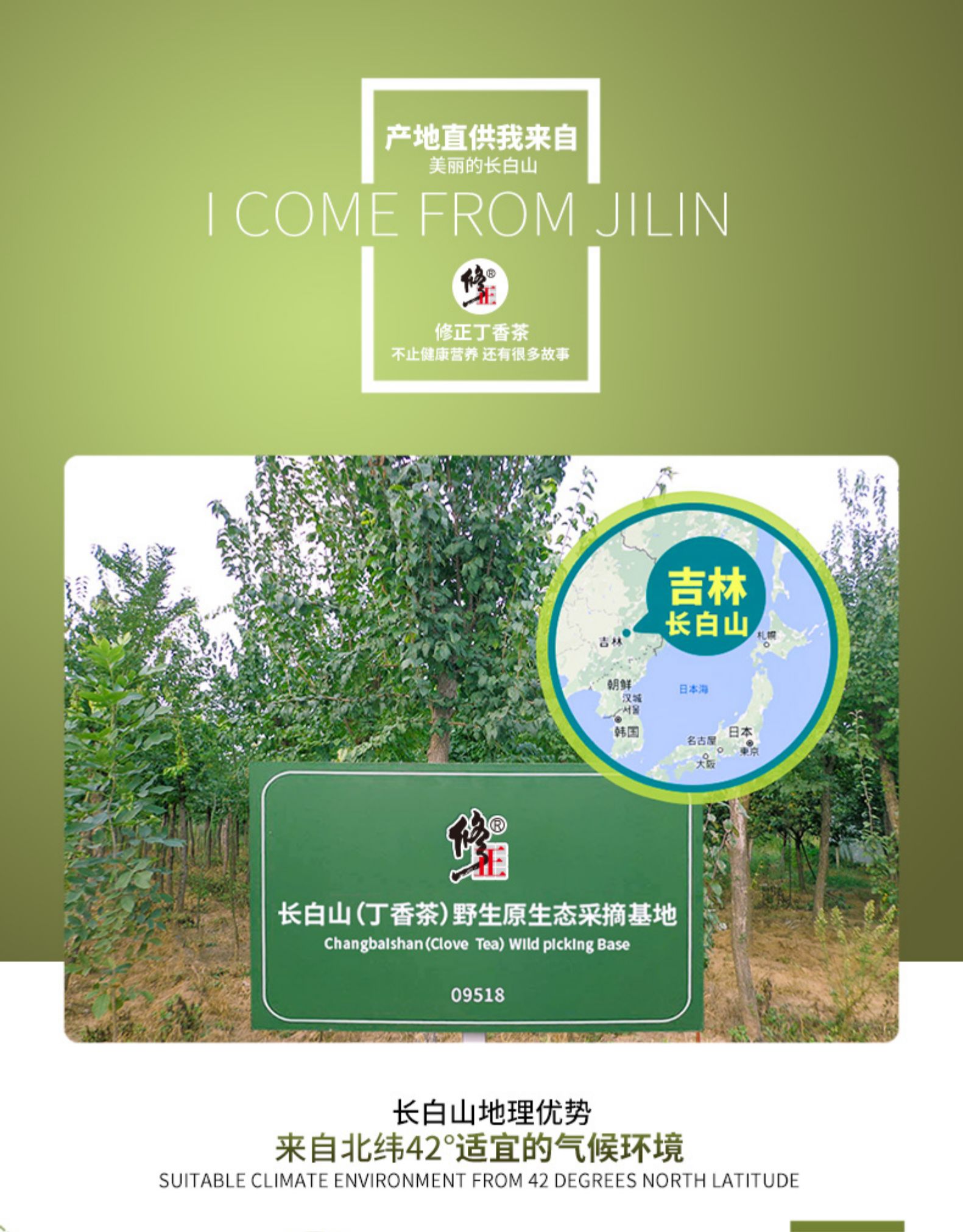 修正 长白山野生丁香茶 50g 养胃抗菌 图2