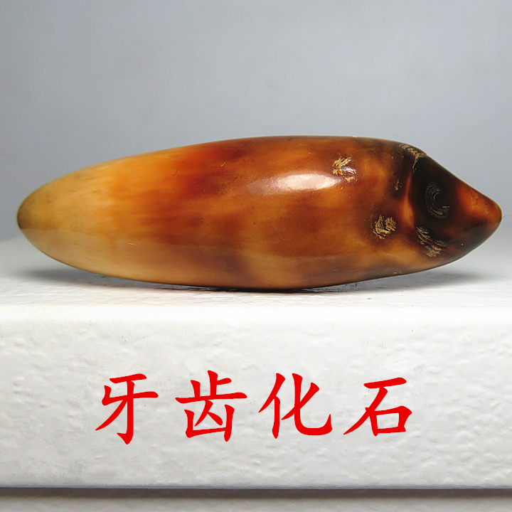 Ocean Giant Beast Tooth Fossil Pendant Natural Amber Color Unisex Necklace Bracelet DIY Jewelry~Hunting Meteorite Treasure