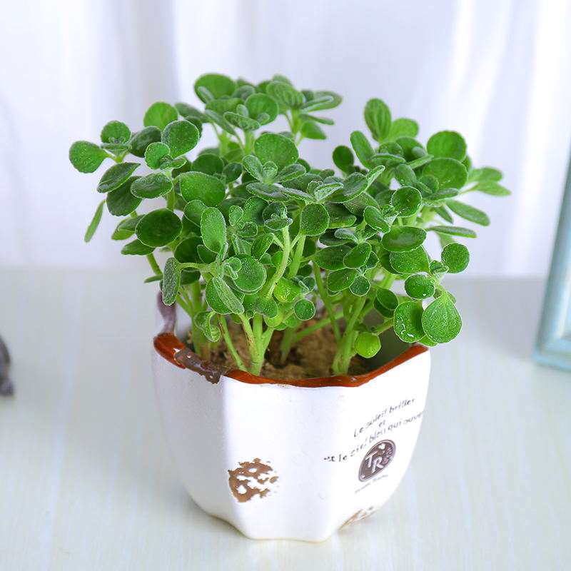 碰碰香盆栽包邮 一抹香 香草多肉植物驱蚊 驱虫净化空气绿植花卉