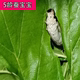 Silkworm student student silkworm raising set silkworm eggs silkworm eggs silkworm eggs colorful silkworm spring silkworm live larvae mulberry leaves fresh