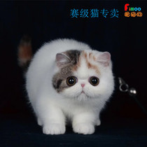 Garfield Cubs cats live pet cats live cute small exotic shorthair cat purebred