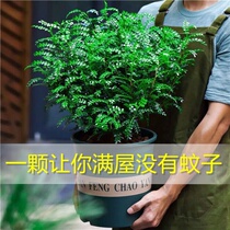 -Get smoked mosquito plant smoked mosquito grass mosquitoes afraid of killing mosquitoes plants remove zone to the grass mosquito repellent qu ying fragrant flowers
