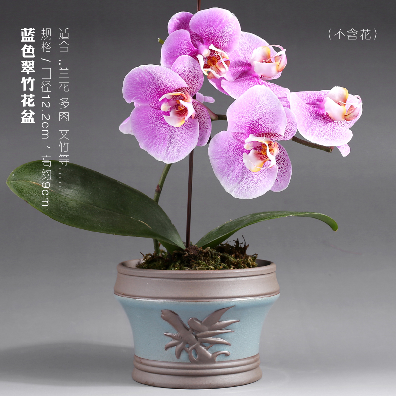 Butterfly orchid flower POTS vent size special creative purple high - grade ceramic pot round expressions using basin a clearance sale