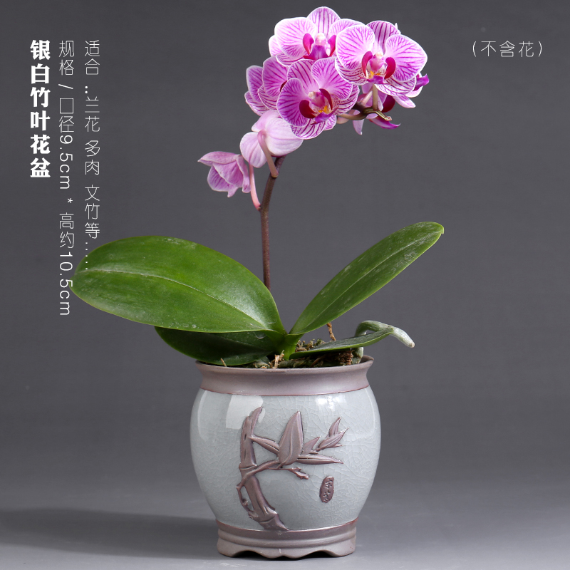 Butterfly orchid flower POTS vent size special creative purple high - grade ceramic pot round expressions using basin a clearance sale