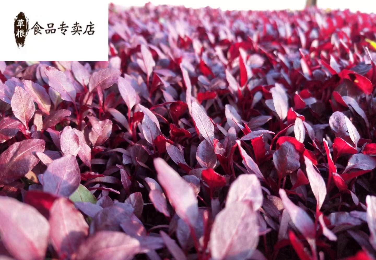 Fresh Bud Fry FIRE RED MIAO EDIBLE WESTERN DINING HOTEL COOL VEGETABLE SWING TRAY DECORATION DOT FULL 5 BOXES