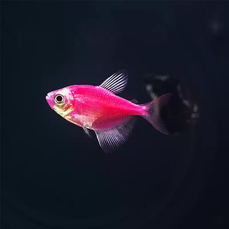 天使鱼观赏鱼:轻松打造多彩水族生态!🐟-鱼-淘宝好物网