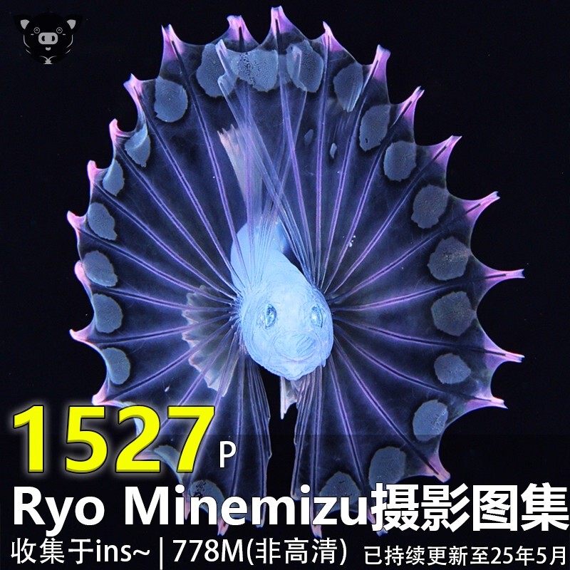 Ryo Minemizu's Photography Materials and Images of Marine Life Photography Collection Ryo Minemizu's Photography Materials and Images of Marine Life Photography Collection