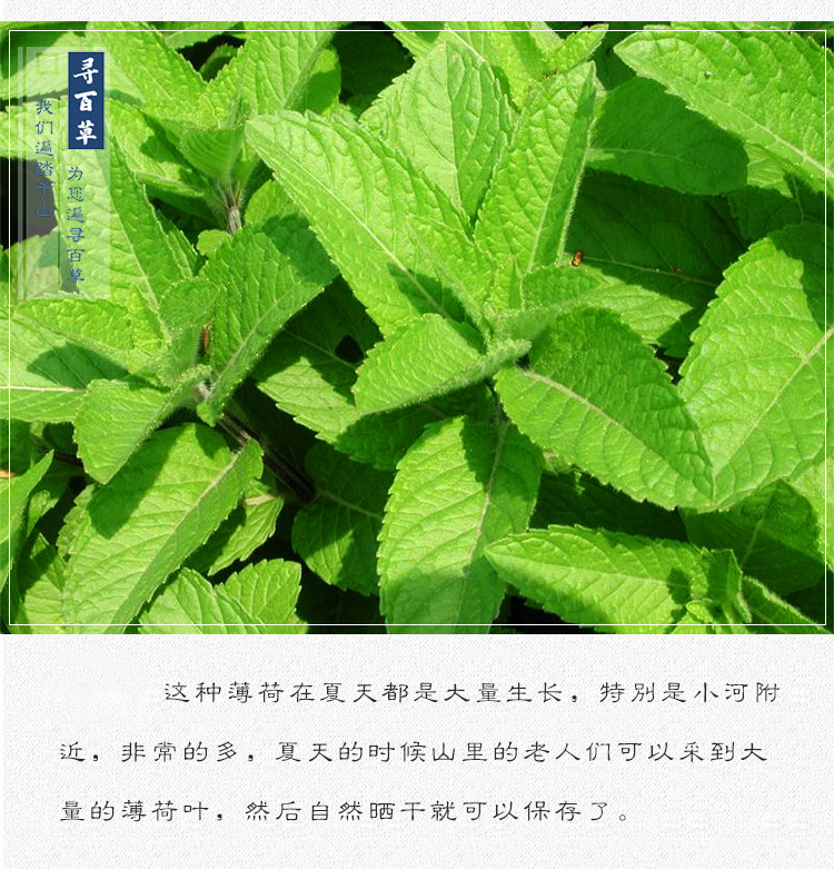 Mint Leaves_07.jpg