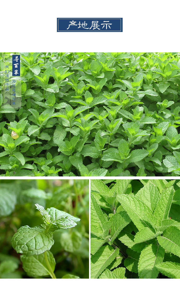Mint Leaves_15.jpg