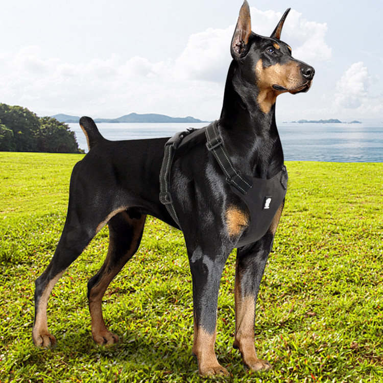 Lightweight chest strap dog leash reflective adjustable pet supplies large, medium and small dogs anti-breakaway Golden Retriever Teddy