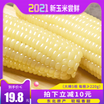 Xirui vacuum white waxy corn cob 5 sweet waxy sticky non-GMO heated ready-to-eat Northeast sticky corn fresh grains