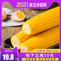 Xirui vacuum yellow waxy corn cob 5 sweet waxy sticky non-GMO corn Fresh waxy corn Northeast sticky grains