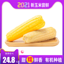 Xirui yellow waxy corn 3 white waxy corn 3 vacuum sweet waxy sticky bud rice Non-GMO Northeast fresh