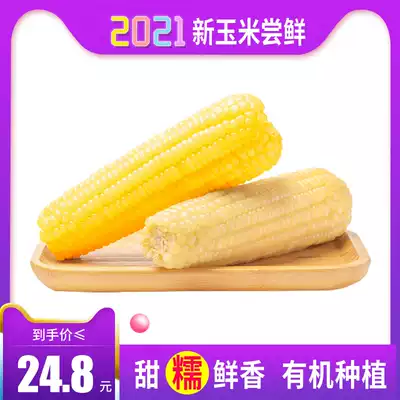 Analysis of Rui yellow glutinous corn 3 white waxy corn 3 roots vacuum Sweet glutinous sticky corn corn non-genetically modified Northeast fresh