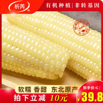 (Organic corn)Zhirui Northeast vacuum glutinous corn cob 10 sweet sticky fresh sticky corn Non-GMO