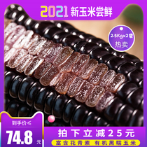 Xirui Northeast black glutinous corn 220g*20 fresh sweet sticky vacuum packed whole grains Organic freshly picked fragrant purple