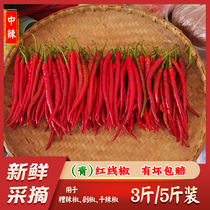 Guizhou farmhouse red line pepper two Jingjiao pepper is now picked and found to be chopped pepper bean paste with pepper sea pepper Sichuan