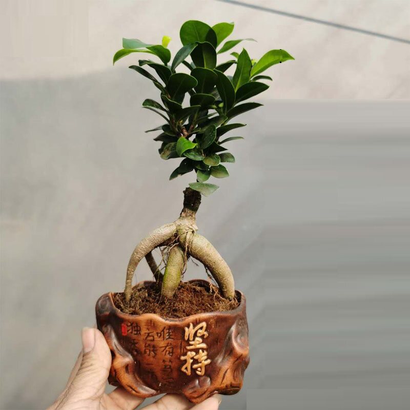 盆栽蕨类植物铁线蕨盆栽植物室内波士顿蕨狼尾蕨鸟巢 盆栽蕨类植物铁线蕨盆栽植物室内波士顿蕨狼尾蕨鸟巢