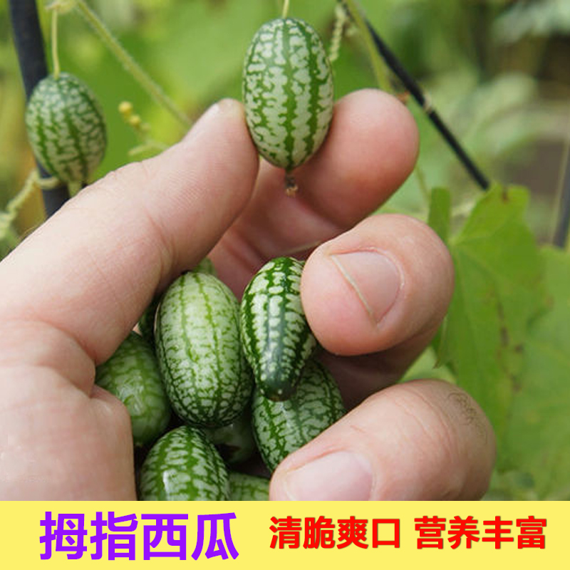 Dutch imported thumb watermelon seeds Mini watermelon seeds Non-genetically modified four-season potted fruit