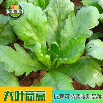 Large-leaf chrysanthemum seeds Emperor vegetables can be continuously harvested in spring four seasons potted Daejeon small vegetables are simple and easy to grow