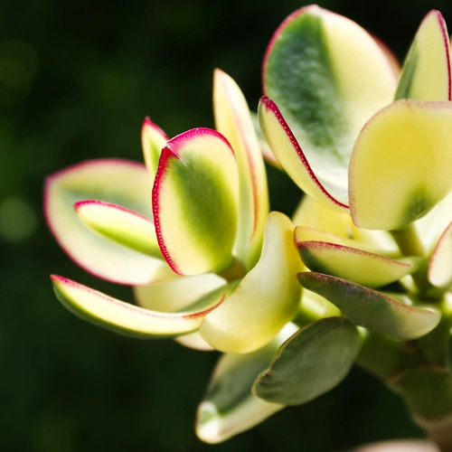 Синьхуа Юэдзин горшечный крыльцо Poch Pilean Yushu Yushu Успешное растение Золотая цветочная луна растение Трехновое большое лист Yushujin