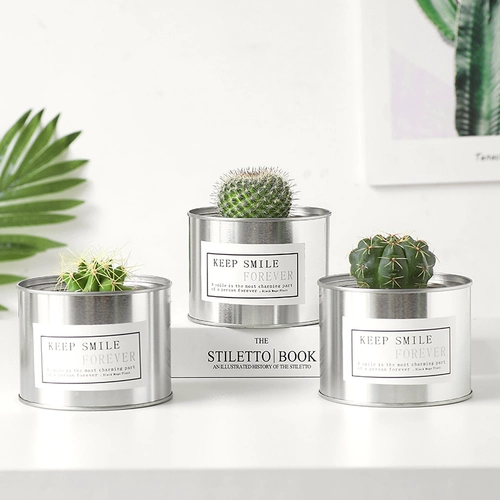 Цветочный сказочный шарик против оранжевого рабочего стола Успешные растения растения в горшках для ладонь